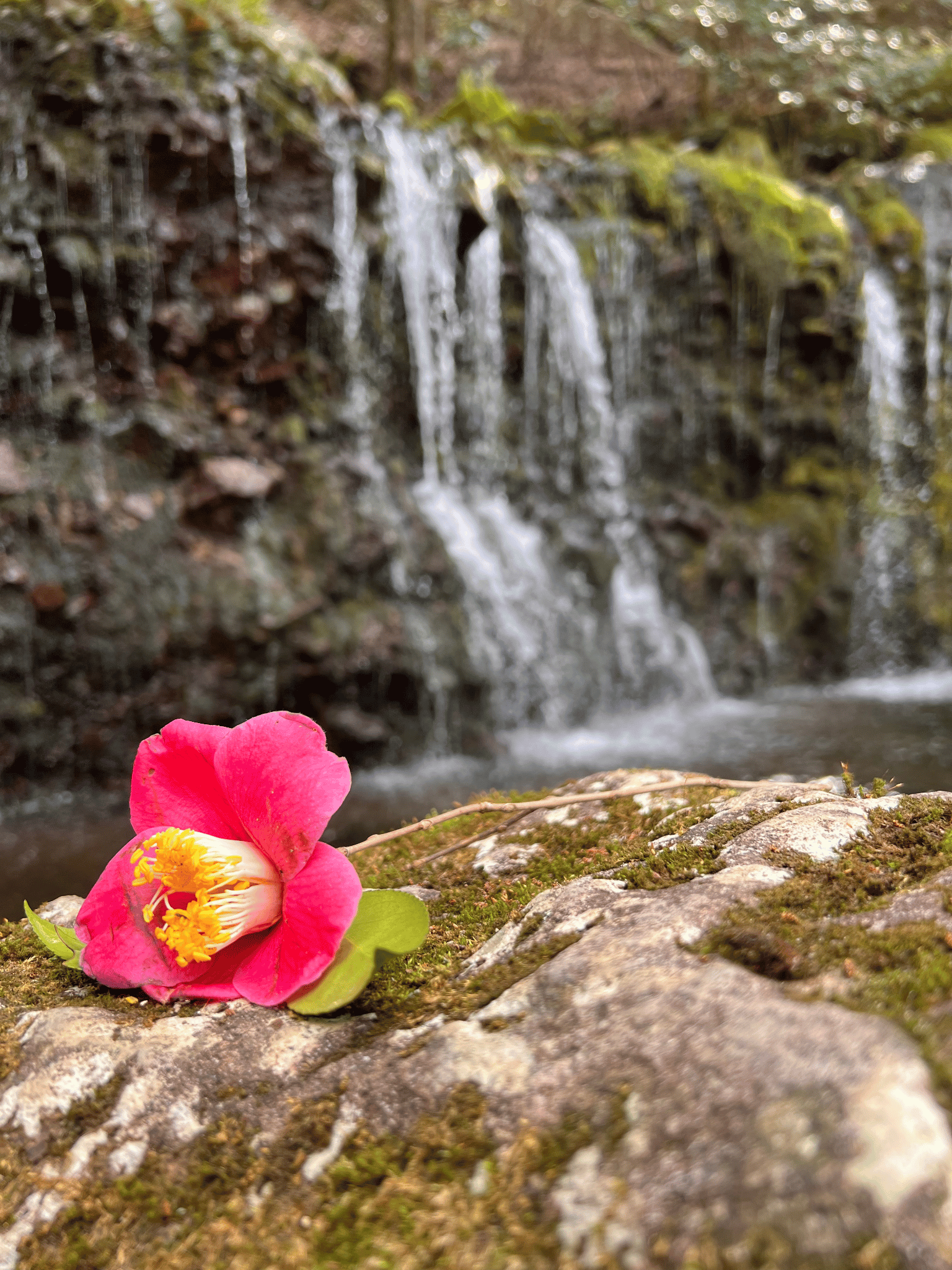 japan hiking and forest bathing tours Coconuts Hike Japan