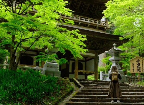 Forest Bathing Hakone Geopark