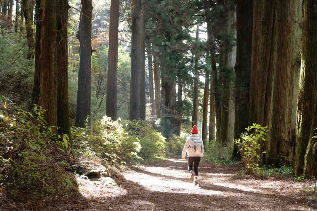 Half Day Hike Hakone Hachiri