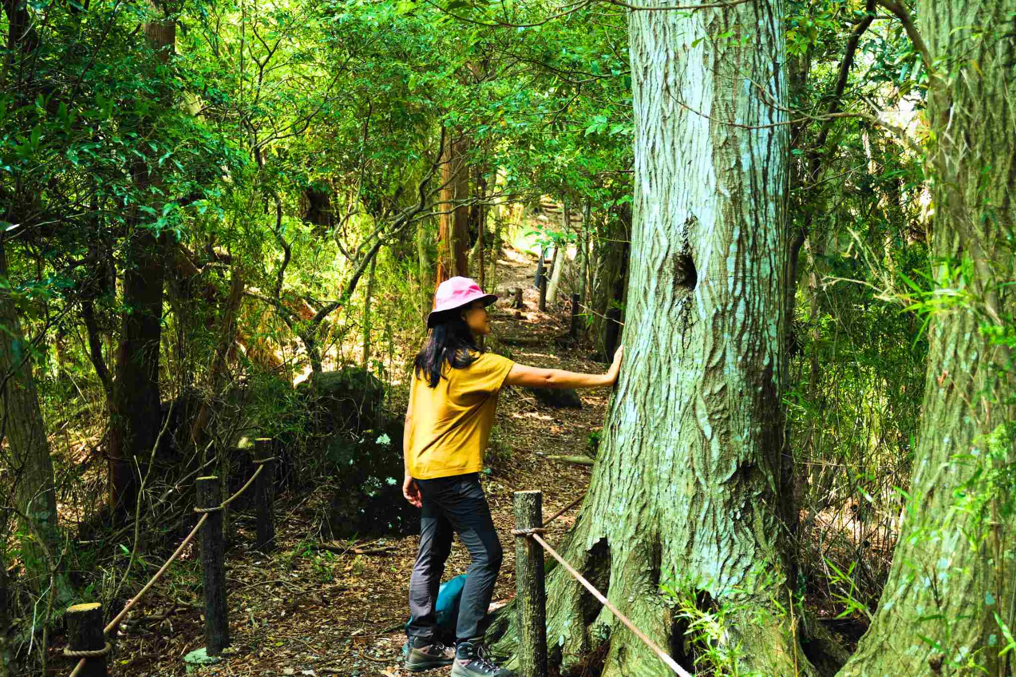 Forest Bathing Hakone Geopark