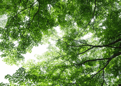 The magic moments in Shinrin-yoku along Hakone Lakeshore