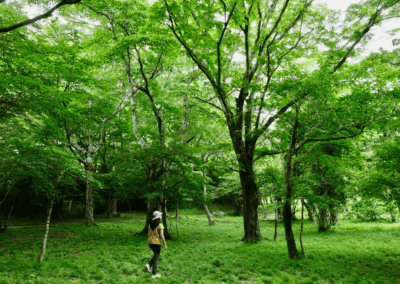 Wandering in the native forests in Hakone