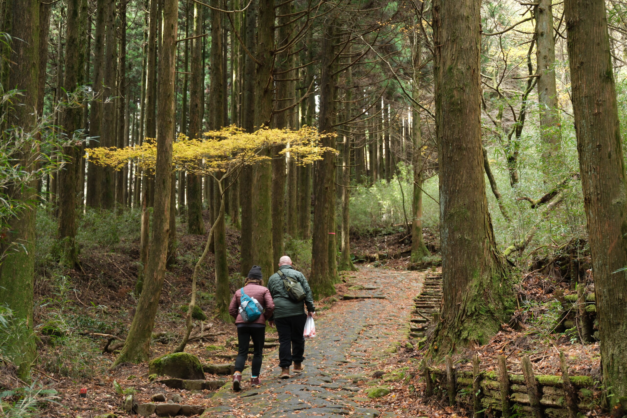 Guests walking with Coconuts Hike Japan through a cedar forest in Hakone