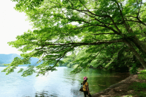 Shinrin-yoku Forest Bathing at Hakone Lakeshore