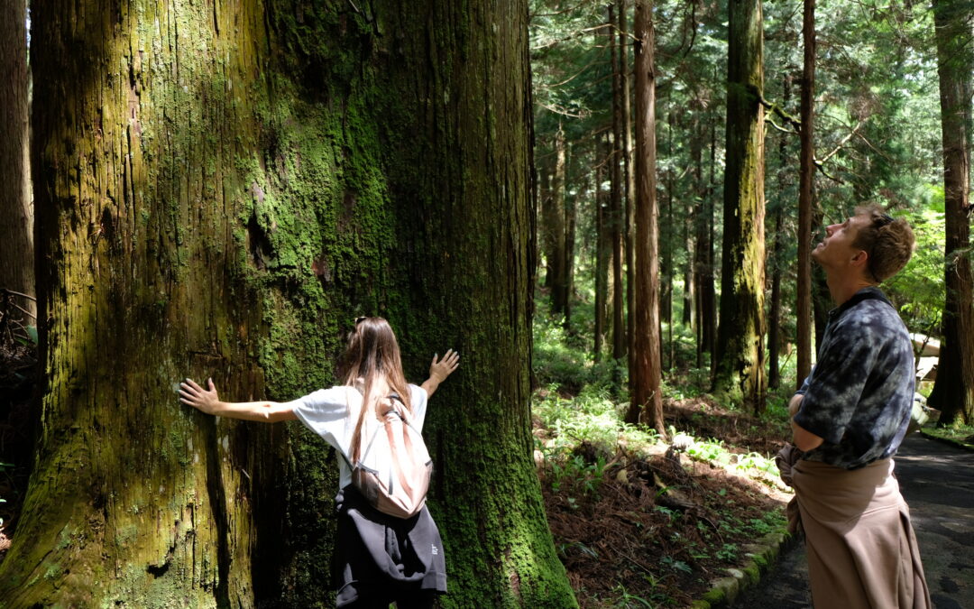 WHY THE FOREST FEELS DIFFERENT — AND WHY THAT MATTERS FOR YOU