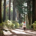 Forest and cobblestone trail on the Hakone Hachiri Old Tokaido half-day tour