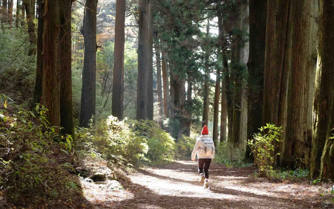 Forest and cobblestone trail on the Hakone Hachiri Old Tokaido half-day tour