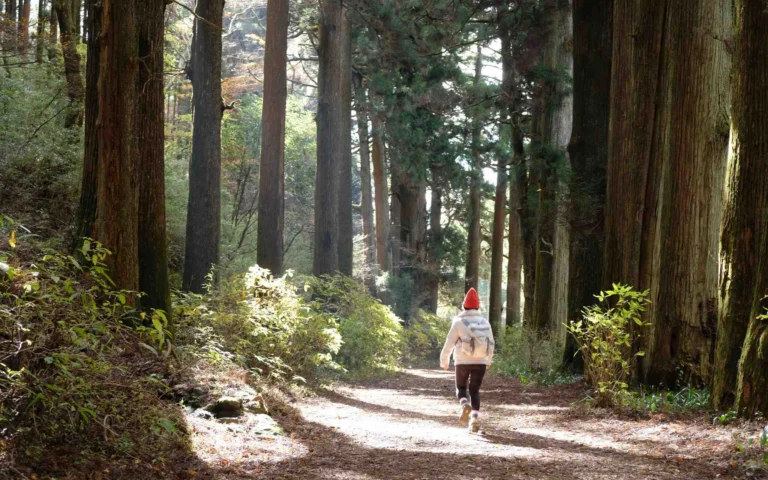 Forest and cobblestone trail on the Hakone Hachiri Old Tokaido half-day tour
