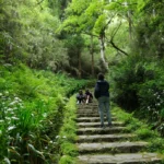 Shinrin-yoku forest bathing beside Lake Ashi in Hakone